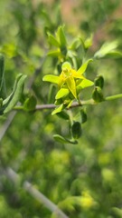 Vangueria triflora