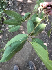 Cinnamomum burmanni
