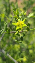 Vangueria triflora