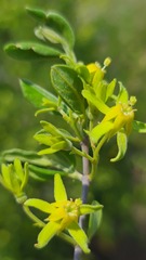 Vangueria triflora