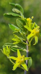 Vangueria triflora