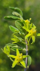 Vangueria triflora