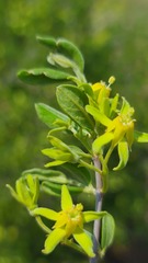 Vangueria triflora