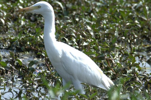 Western Cattle-Egret
