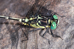 Austrogomphus amphiclitus