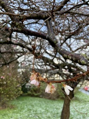 Cerasus