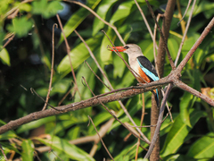 Halcyon leucocephala