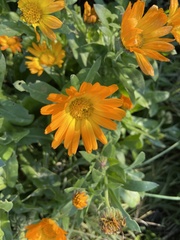 Calendula officinalis