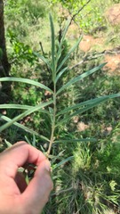 Raphionacme velutina