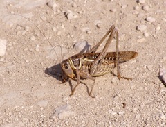 Decticus albifrons