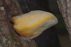 Pseudospongipellis unicolor