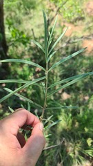 Raphionacme velutina