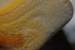 Pseudospongipellis unicolor