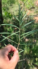 Raphionacme velutina