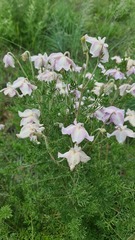 Clematis villosa stanleyi