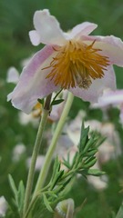 Clematis villosa stanleyi