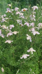 Clematis villosa stanleyi