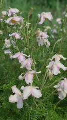 Clematis villosa stanleyi