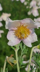 Clematis villosa stanleyi