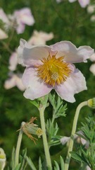 Clematis villosa stanleyi