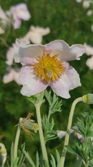 Clematis villosa stanleyi