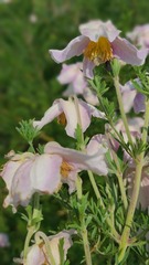 Clematis villosa stanleyi