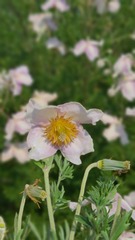 Clematis villosa stanleyi