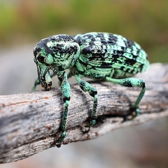 Chrysolopus spectabilis