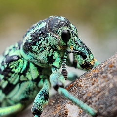 Chrysolopus spectabilis