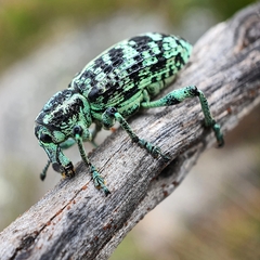 Chrysolopus spectabilis