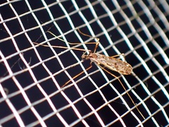 Limoniidae