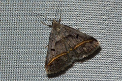 Acantholipes trimeni