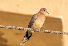 Streptopelia senegalensis