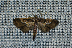 Pyralidae