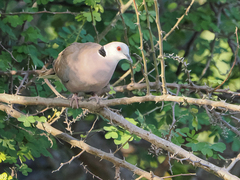 Streptopelia decipiens