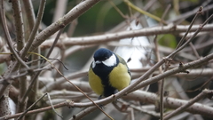 Parus major newtoni