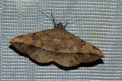 Anticarsia rubricans