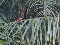 Cossypha albicapillus