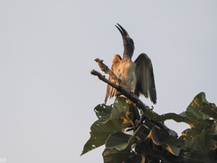 Lophoceros nasutus