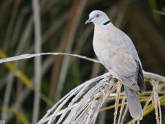 Streptopelia decipiens