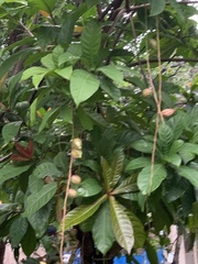 Barringtonia racemosa