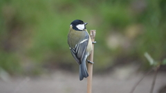 Parus major newtoni