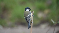 Parus major newtoni