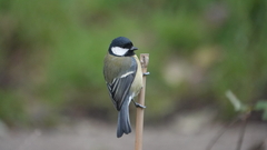 Parus major newtoni