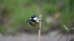 Parus major newtoni