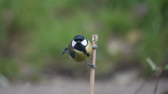 Parus major newtoni