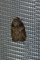 Garella