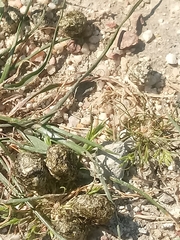 Lagomorpha