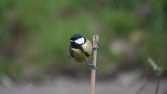 Parus major newtoni