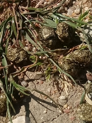 Lagomorpha